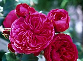 Rosa 'Red Leonardo da Vinci' - Bedding rose