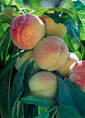 Prunus persica 'Amber var. Pixzee'