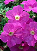 Petunia x atkinsiana 'Pink Wave'