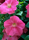 Petunia x atkinsiana 'Salmon Wave'