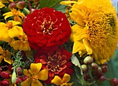 Tagetes patula, Zinnia elegans