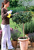Roses preventive against mildew or aphids