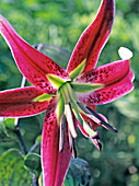 Lilium hybrid 'Black Beauty'