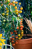 Tomato in the pot