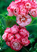 Pelargonium zonal 'Appleblossom'