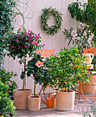 Bougainvillea, Hibiscus rosa-sinensis (Rose neibisch)