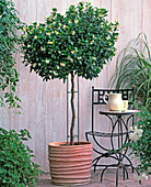 Trachelospermum jasminoides (Sternjasmin)