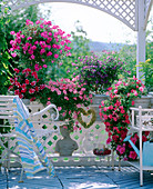 Flower benches with Petunia 'Double Pirouette'