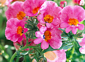 Nemesia strumosa 'Sundrops Mixture'