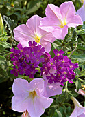 Petunia x atkinsiana 'Shell Pink'