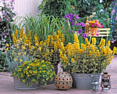 Perennials arrangement