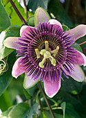 Passiflora Hybride 'Kaiserin Eugenie' duftend