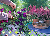 Swap dead flowers in late summer