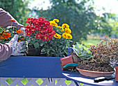 Replace faded petunia in late summer