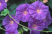 Ipomoea acuminata (Kaiserwinde)