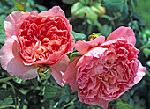 Rosa 'Papi Delbard'