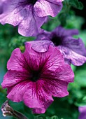 Petunia grandiflora 'Flash Veined Formula Mix'