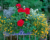 Box of low-maintenance balcony flowers for the 'Commuter'.