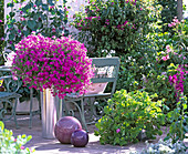 Phlox Intensia 'Lavender Glow', Pelargonium graveolens