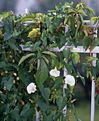 Calystegia sepium