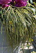 Carex hachijoensis 'Evergold' (hardy sedge)
