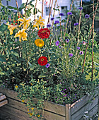 Yellow lilies, zinnias and cornflowers in containers