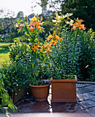 Lilies in terracotta containers on terrace