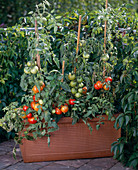 Tomato on the balcony