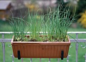 Chives in a balcony box