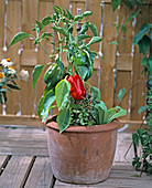 Paprika in terracotta pot