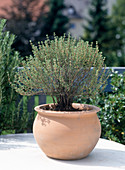 Thymus vulgaris (Thyme)