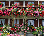 Pelargonium cascade hybr., Nerium oleander