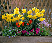 Narcissus, myosotis, Tulipa praestans