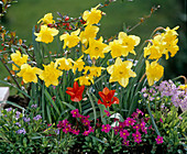 Narcissus, Myosotis, Primula 'Pruhoniciana Wanda', Tulipa praestans