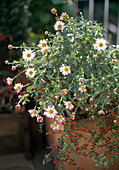 Chrysanthemum arcticum