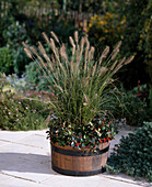 Pennisetum compressum, Gaultheria procumbens im Fass