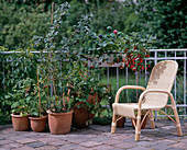 Beerenobst auf dem Balkon mit Stuhl