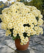 Chrysanthemum indicum