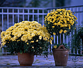 Chrysanthemum-Indicum-Hybr., Busch und Stämmchen