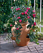 Amphora with Impatiens and Hedera Helix