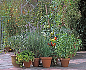 Salvia, parsley, lavender, rosemary, knolauch, tomato, basil