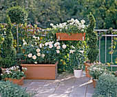 White balcony with topiaries, roses and summer flowers