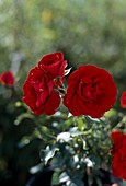 Floribunda rose 'Heinzelmännchen'