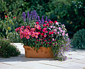 Chrysanthemum, Sage, Impatiens