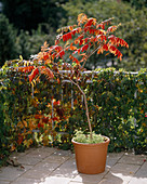 Rhus typhina (Essigbaum, Herbstfärbung