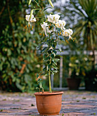 Lilium hybrid