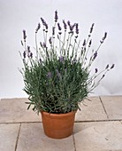 Lavandula angustifolia