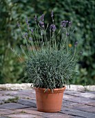 Lavandula angustifolia