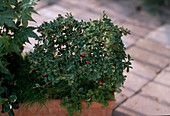 COTONEASTER dammeri 'CORAL BEAUTY