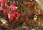 Parthenocissus tricuspidata 'Veitchii'